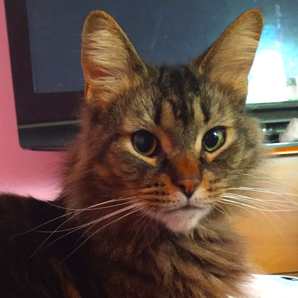 Meet your Posher, Tyler - Picture 2 of 2